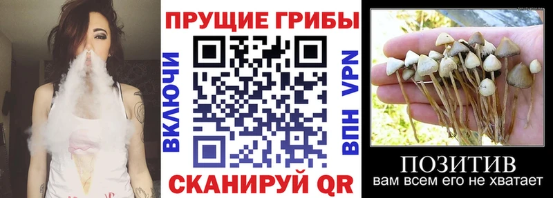 Псилоцибиновые грибы мицелий  Купить где  Шадринск 